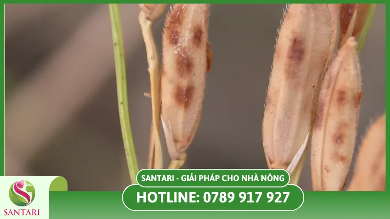 Ảnh hưởng của lem lép hạt ở lúa tới năng xuất