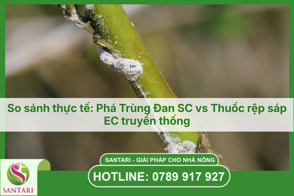 So sánh thực tế: Phá Trùng Đan SC vs Thuốc rệp sáp EC truyền thống