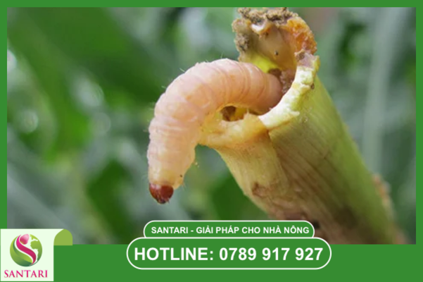 Phổ tác động rộng: Quản trị đa đối tượng dịch hại