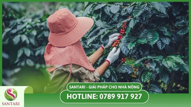 Thường xuyên kiểm tra vườn để phát hiện bệnh sớm