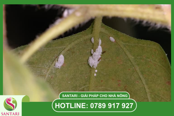 Các nhóm hoạt chất chủ lực trong phác đồ Santari