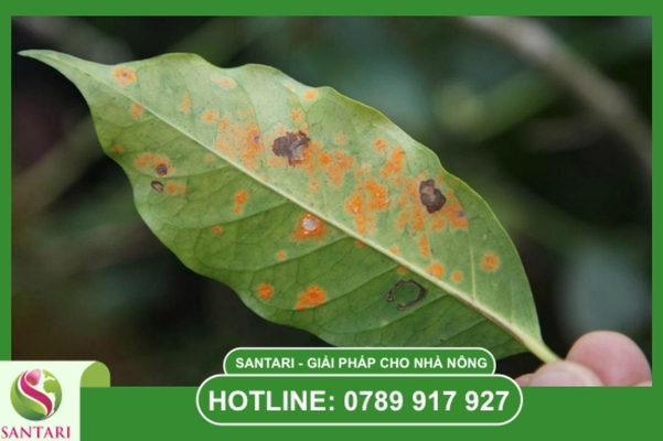 Tại sao gỉ sắt lại gây hiện tượng rụng lá hàng loạt?