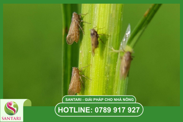 Hiểu đúng về đặc thù của thuốc dạng SC