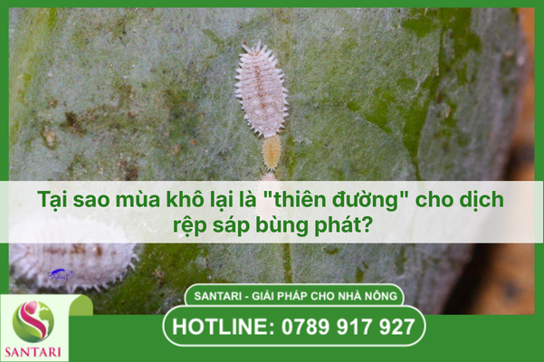 Tại sao mùa khô lại là "thiên đường" cho dịch rệp sáp bùng phát?