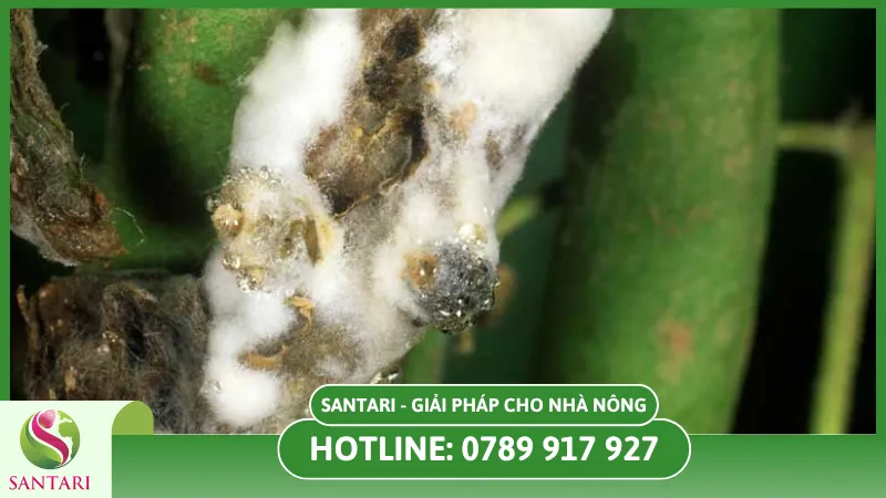 Nguyên nhân chính gây nấm mốc ở cây điều