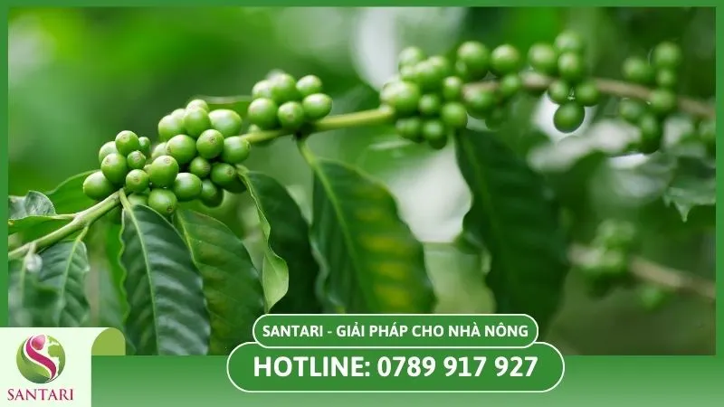 Giống cà phê TR4