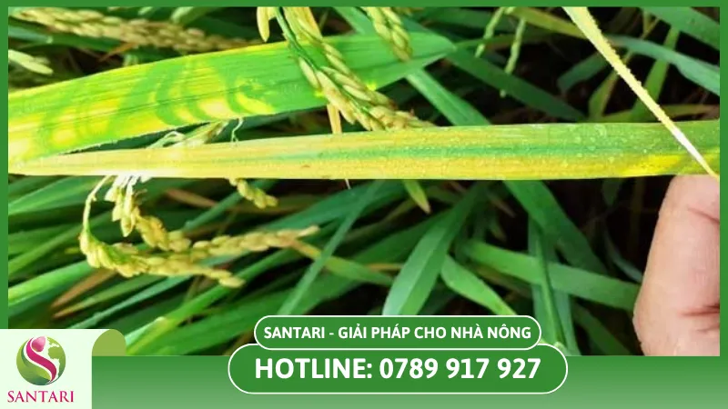 Cách phòng và trị bệnh vàng lá trên cây lúa
