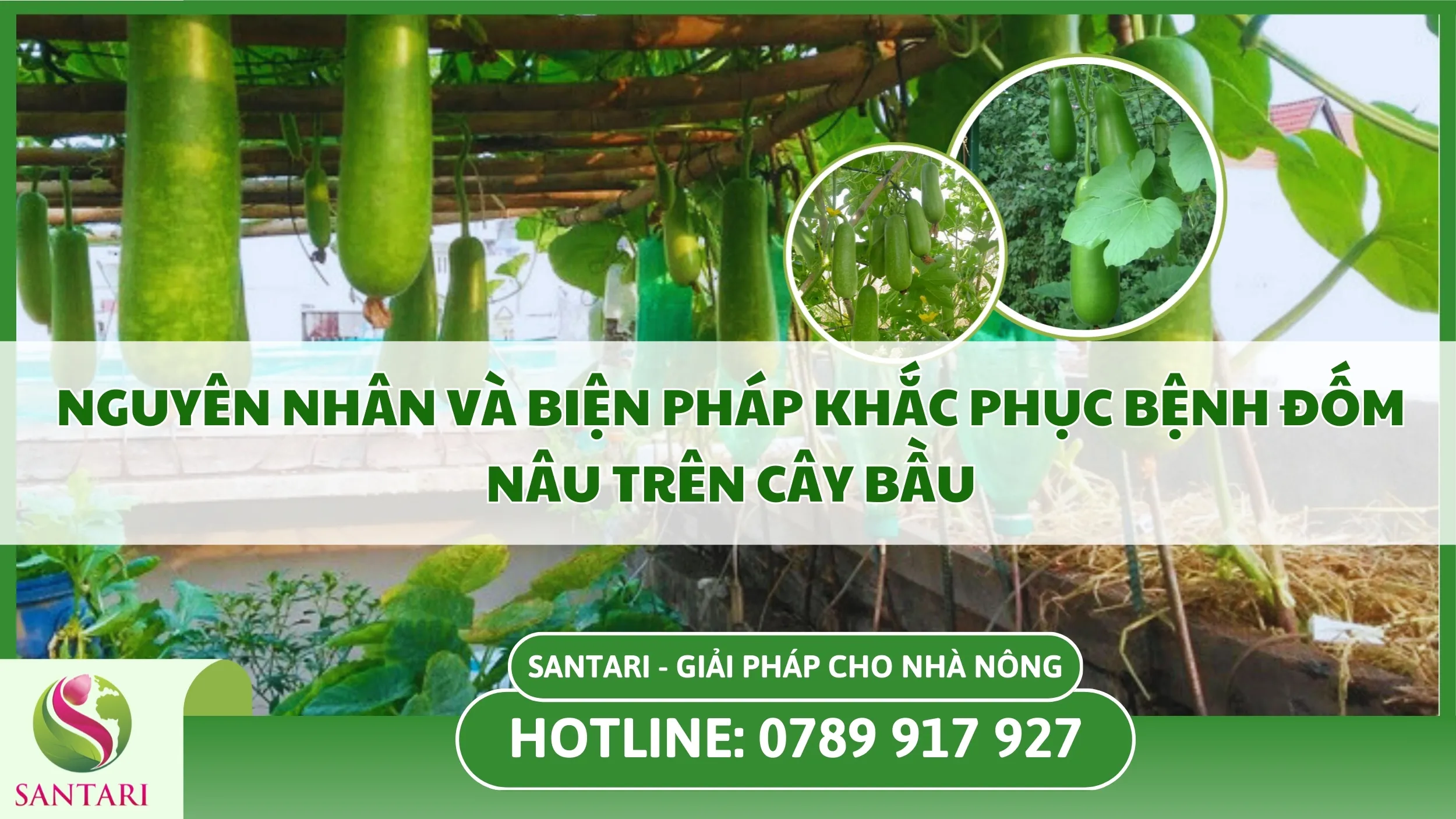 Nguyên Nhân Và Biện Pháp Khắc Phục Bệnh Đốm Nâu Trên Cây Bầu