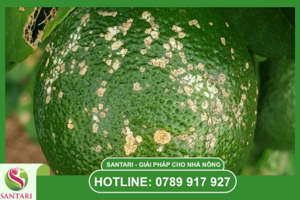Ghẻ nhám cây có múi là gì? "Sát thủ" làm xấu mã trái