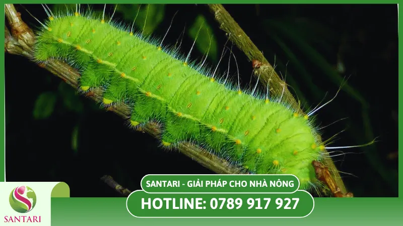  Phòng trừ sâu bệnh khi sầu riêng ra hoa