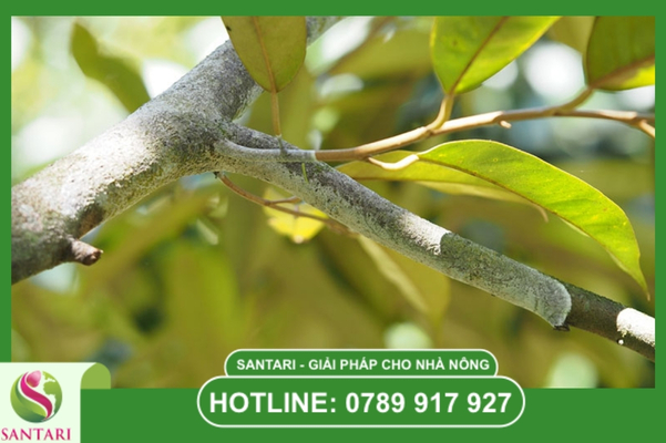 Bệnh nấm hồng là gì? Nhận diện "vết loét" hồng trên cành