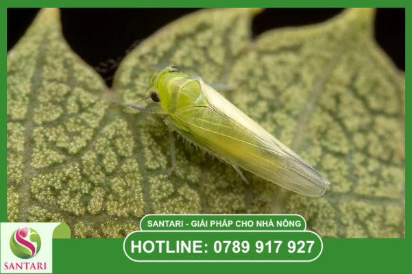 Câu hỏi thường gặp 