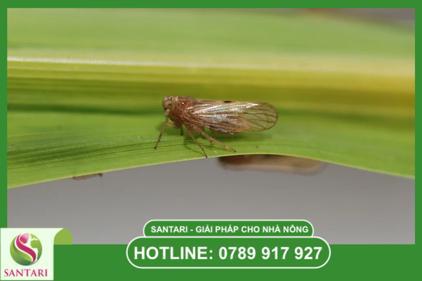 Tại sao sâu hại ngày càng khó trị? Cái bẫy "Lờn thuốc"