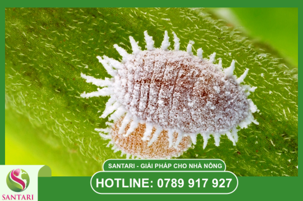 Rệp sáp – "Kẻ thù" số 1 của trái non