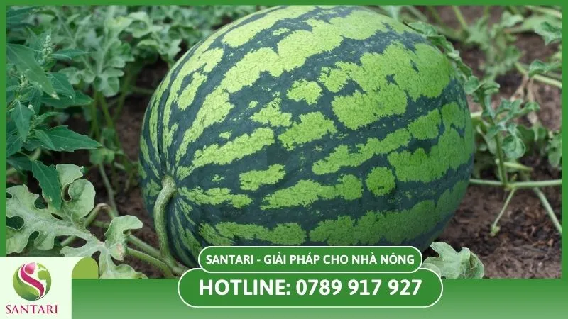 Bảo quản dưa hấu