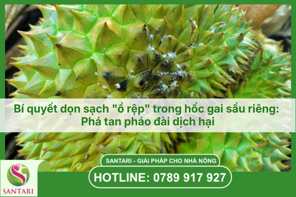 Bí quyết dọn sạch "ổ rệp" trong hốc gai sầu riêng: Phá tan pháo đài dịch hại