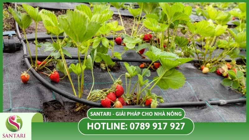 Hệ thống tưới tự động