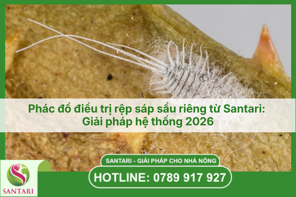 Phác đồ điều trị rệp sáp sầu riêng từ Santari: Giải pháp hệ thống 2026