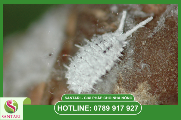 Tại sao bộ đôi Khắc Trùng Đan & Basudin 65G là lựa chọn số 1?