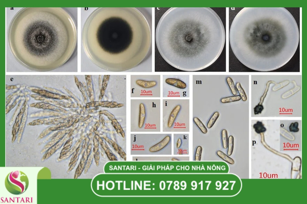 Nấm Colletotrichum là gì? Sức sống của "ông trùm" thán thư