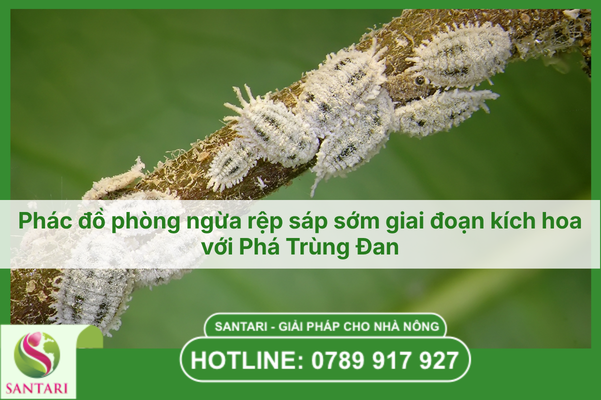 Phác đồ phòng ngừa rệp sáp sớm giai đoạn kích hoa với Phá Trùng Đan