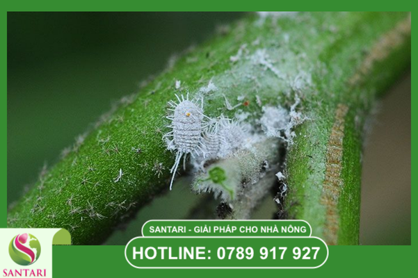 Hiểu về "giặc" rệp sáp Pseudococcidae trên cây con