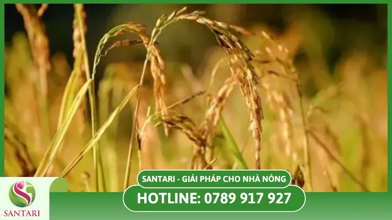 Triệu chứng bệnh bạc lá lúa