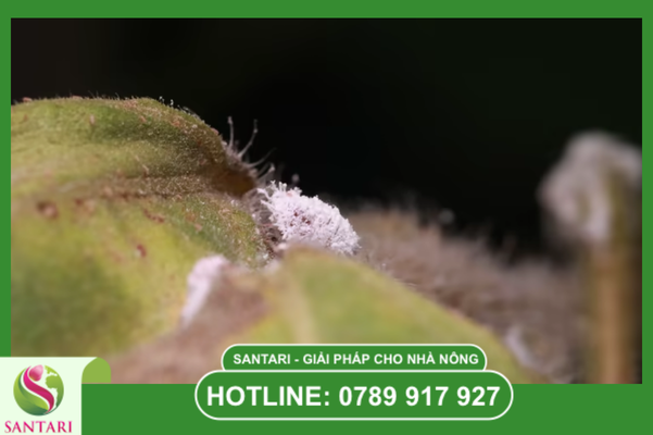 Rệp sáp sầu riêng: Kẻ hút nhựa thầm lặng