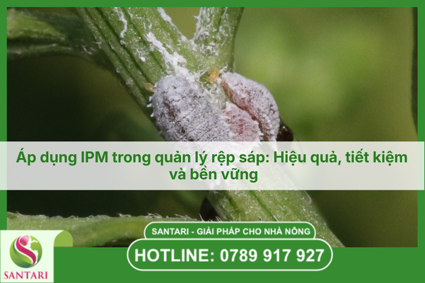 Áp dụng IPM trong quản lý rệp sáp: Hiệu quả, tiết kiệm và bền vững