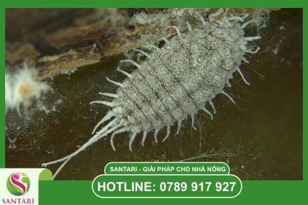 Khái niệm rệp sáp Pseudococcidae và rủi ro tài chính tiềm ẩn