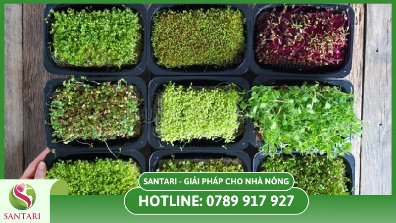 Các tiêu chí chọn rau phù hợp vào mùa khô