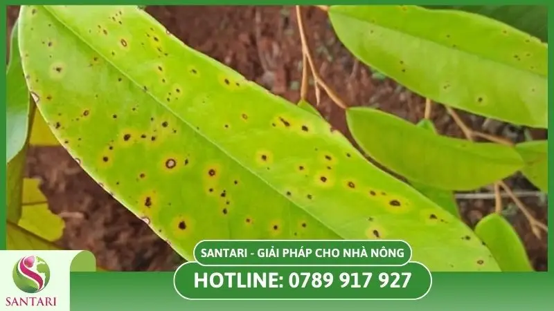 Bệnh đốm lá trên cây sầu riêng