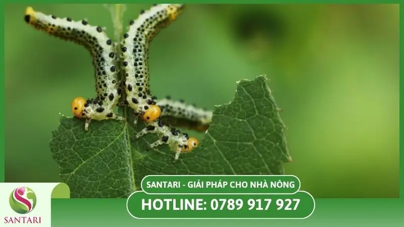 Kiểm soát sâu bệnh