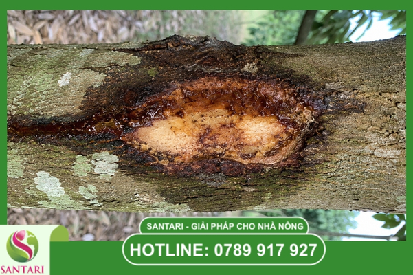 FAQ – Câu hỏi thường gặp về xì mủ sầu riêng
