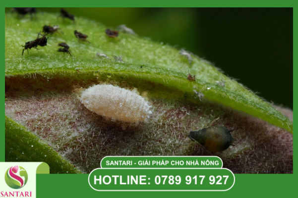Rệp sáp – "Pháo đài" phấn trắng lỳ lợm