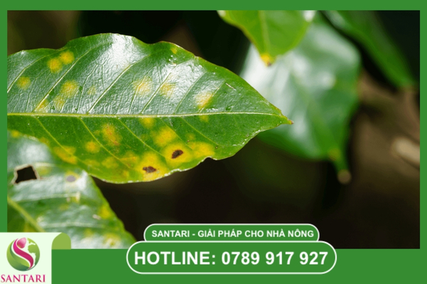 Rỉ sắt cà phê là gì? Kẻ hủy diệt toàn cầu