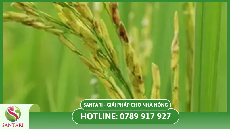 4Tác hại của bệnh rỉ sắt đối với cây 