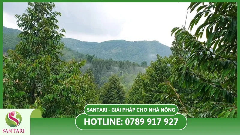 Chăm sóc sầu riêng từ mắt cua tới đậu trái