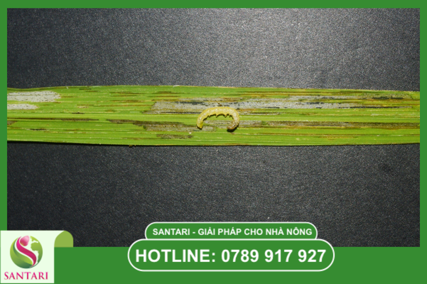 Tại sao sâu hại ngày càng khó trị?