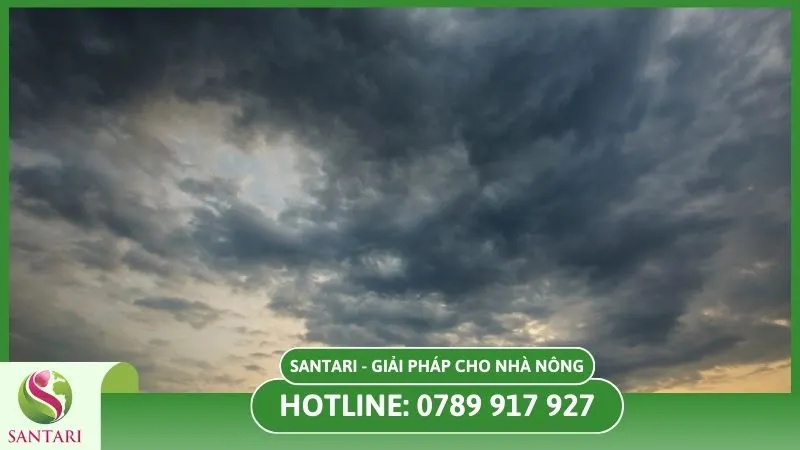 Phun thuốc phòng ngừa trước mùa mưa