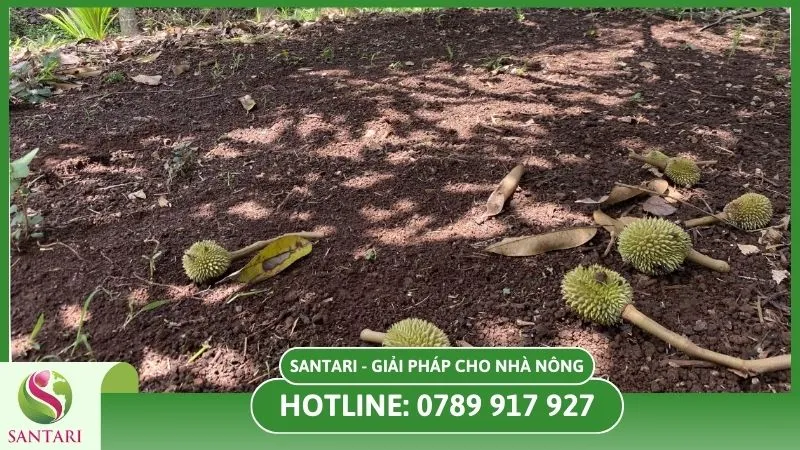 Chăm sóc cây không phù hợp khiến cây bị rụng trái non