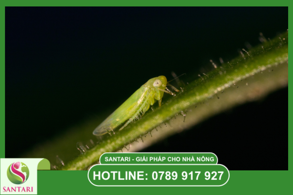 Câu hỏi thường gặp 