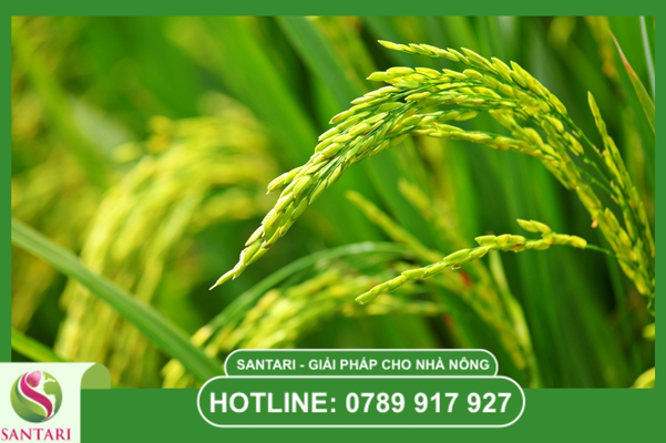 FAQ – câu hỏi cốt lõi về quản lý bệnh hại cây trồng