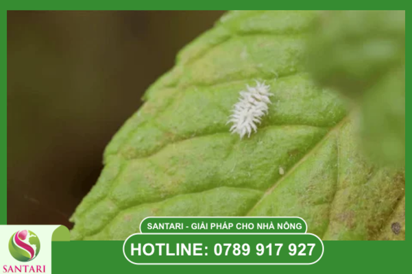 Rệp sáp – "Sát thủ" ẩn mình trong chùm bông sầu riêng