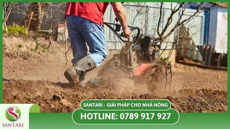 Xới đất giúp cây cà phê dễ hấp thụ dinh dưỡng