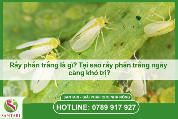 Rầy phấn trắng là gì? Tại sao rầy phấn trắng ngày càng khó trị?