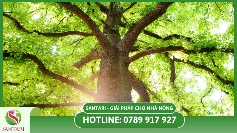 Canh tác cắt tỉa giúp cây dễ quang hợp