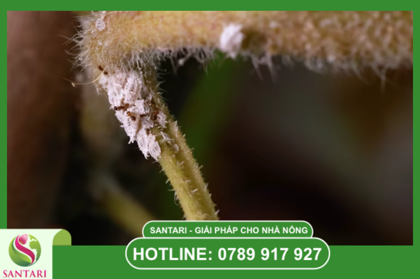 Tiêu chuẩn GlobalGAP và quy trình kiểm soát rệp sáp xuất khẩu