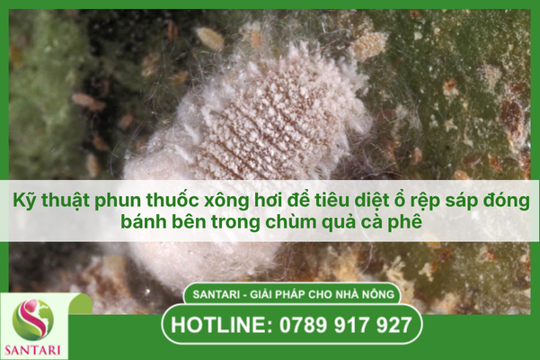 Kỹ thuật phun thuốc xông hơi để tiêu diệt ổ rệp sáp đóng bánh bên trong chùm quả cà phê