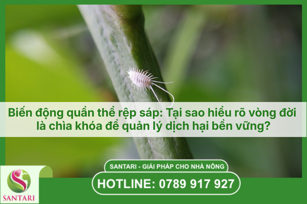 Biến động quần thể rệp sáp: Tại sao hiểu rõ vòng đời là chìa khóa để quản lý dịch hại bền vững?